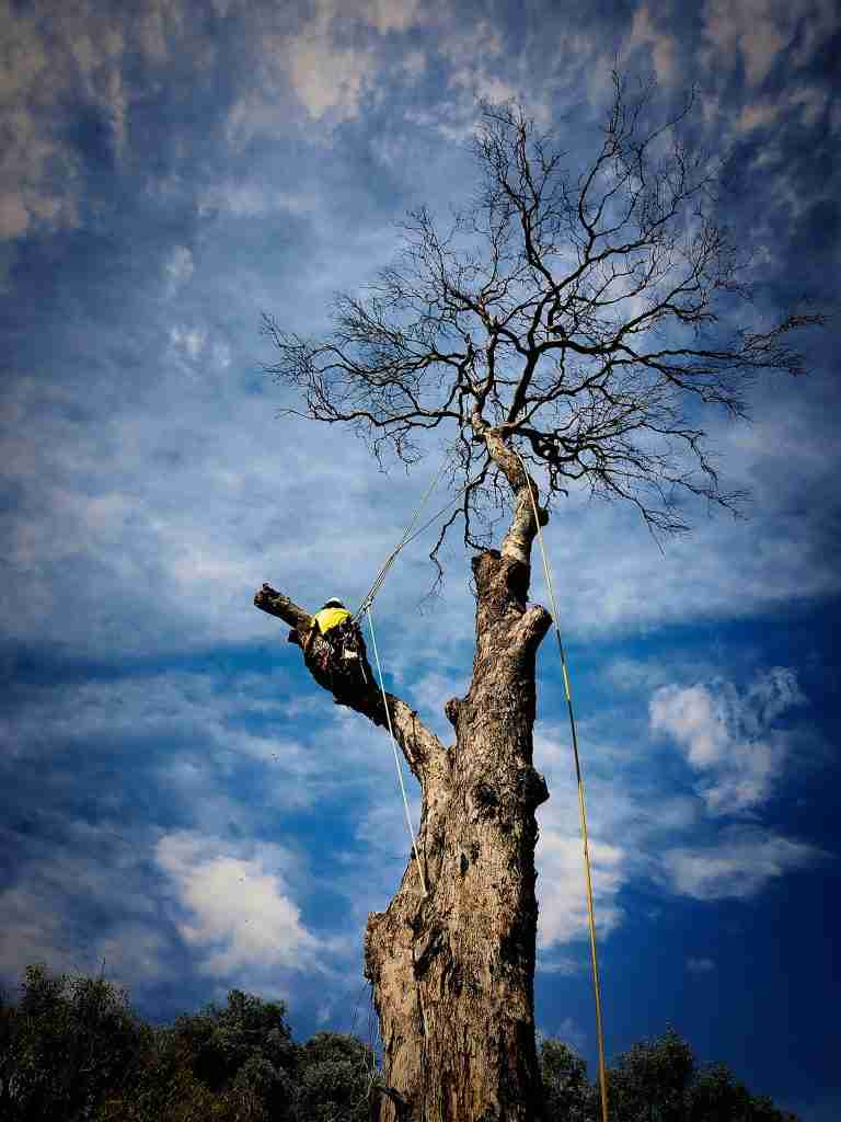 Commercial Tree Removal thumbnail